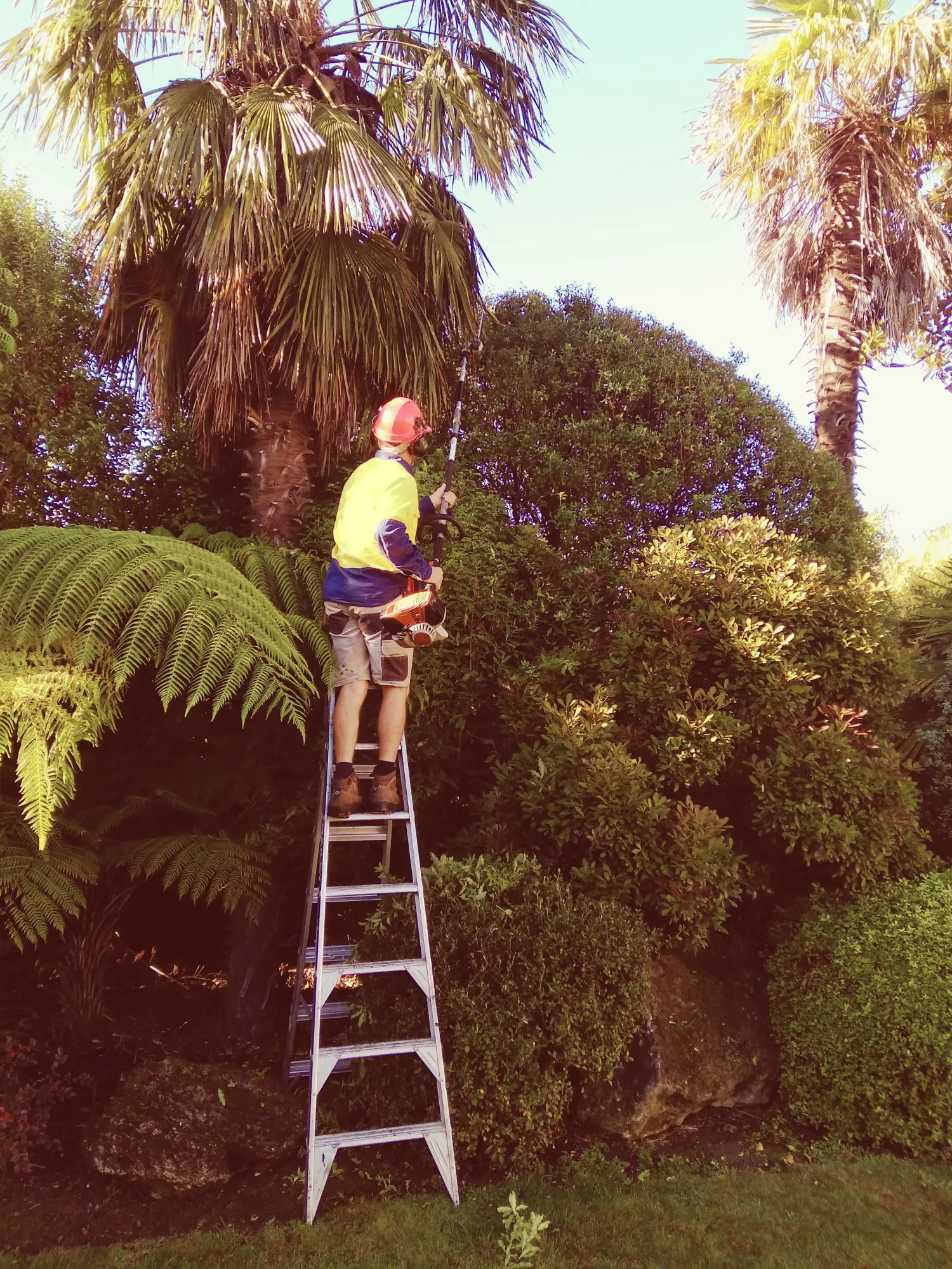 tree pruning wairarapa